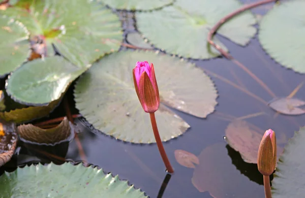 水の美しい芽ハスの花 — ストック写真