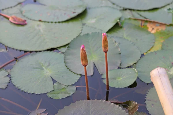 아름 다운 꽃 봉 오리 연꽃 물에 — 스톡 사진