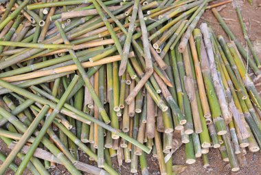 Yere bırak kesilmiş bambu yığını.