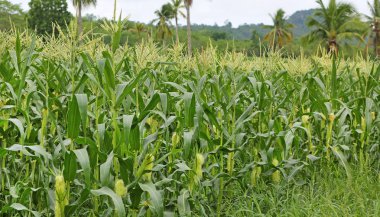 Erken yaz ve Mısır mahsul hızlı bir şekilde/genç olgunlaşma Mısır büyüyen/yaz ve Mısır mahsul hızla büyüyor.