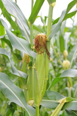 mısır tarlası, bitkileri, büyüyen ekolojik, yeşil