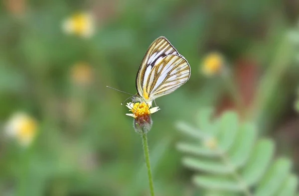 Butterfly on a grass flower — Stock Photo, Image