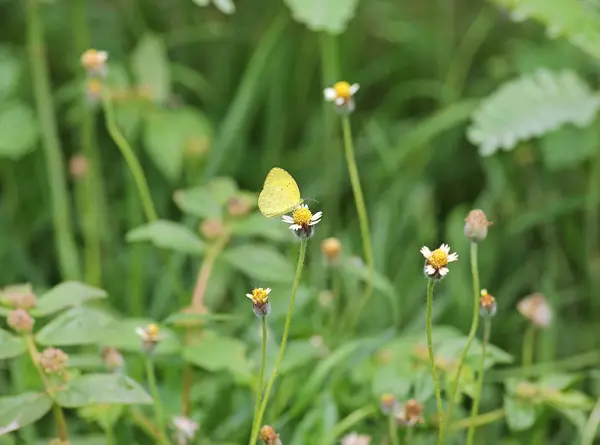 Borboleta em uma flor de grama — Fotografia de Stock