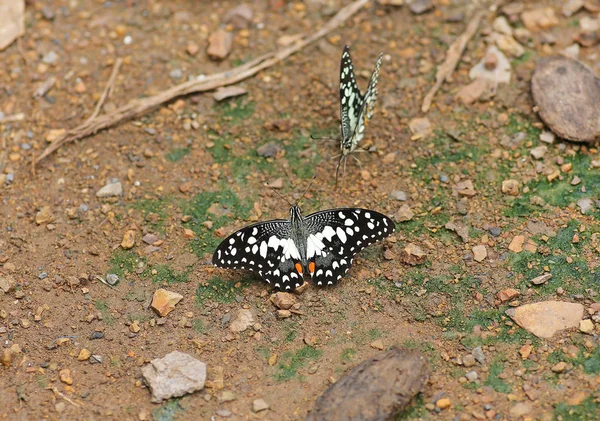 Las mariposas comen los minerales en el suelo . —  Fotos de Stock