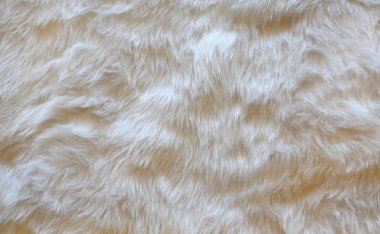 White fur background. Close up clipart
