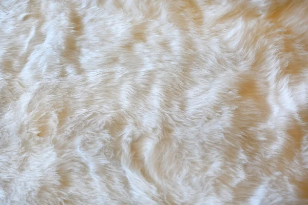 White fur background. Close up