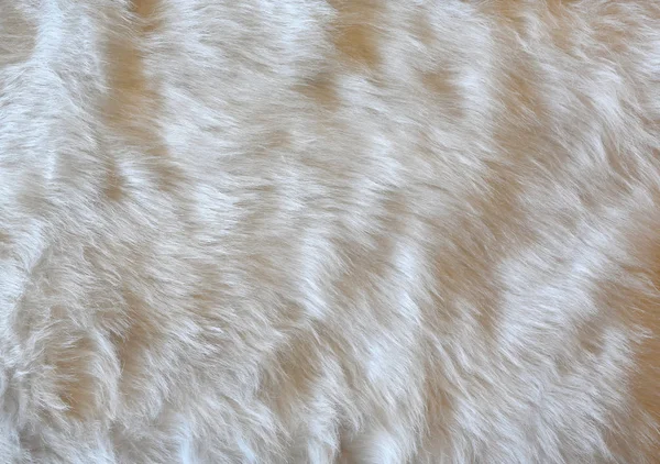 White fur background. Close up — Stock Photo, Image