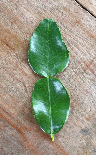 ベルガモット (コブミカン) 木の上の葉 — ストック写真