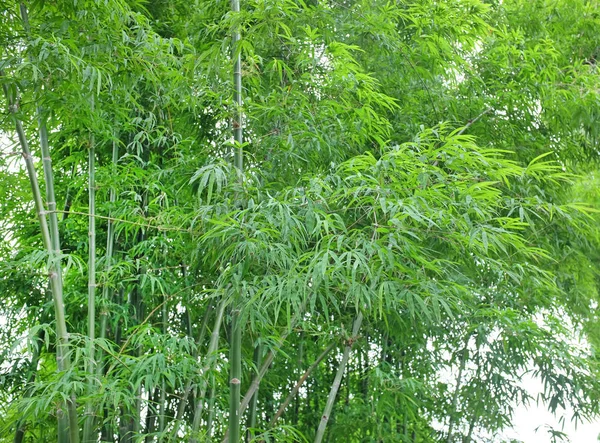 Bosque de bambú, Tailandia . —  Fotos de Stock