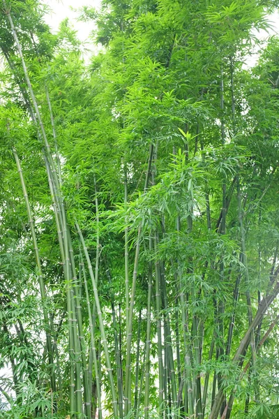 Floresta de bambu, Tailândia . — Fotografia de Stock