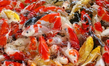 renkli koi balık incelikle Yüzme