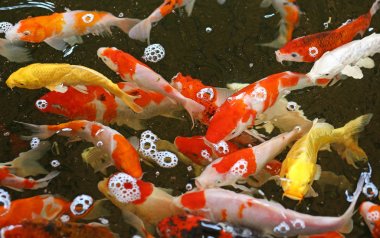 peces de estanque multicolor 