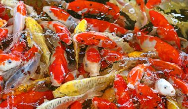 Renkli sazan balığı, koi balığı