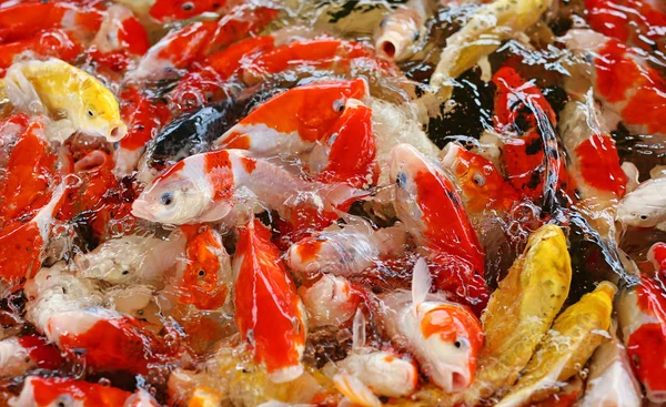 カラフルな鯉魚池を優雅に泳いで — ストック写真