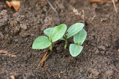 Dikim yılında genç kabak lahanası