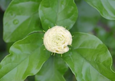 Bloom Yasemin, Yasemin yığılmış,