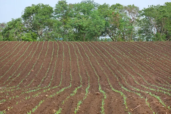Crescendo jovens brotos de mudas de milho verde no campo agrícola cultivado, foco seletivo com profundidade de campo rasa — Fotografia de Stock