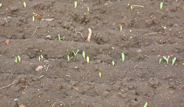 Crescendo jovens brotos de mudas de milho verde no campo agrícola cultivado, foco seletivo com profundidade de campo rasa — Fotografia de Stock