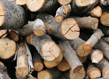 büyük kuru odun yığını