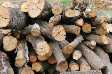 büyük kuru odun yığını