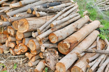 Yakacak odun sopa arka plan