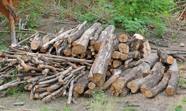 Большая куча сухих дров — стоковое фото