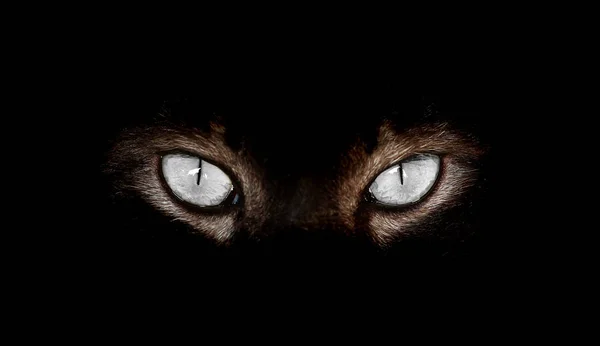 Крупный план гипнотических кошачьих глаз на черном фоне — стоковое фото