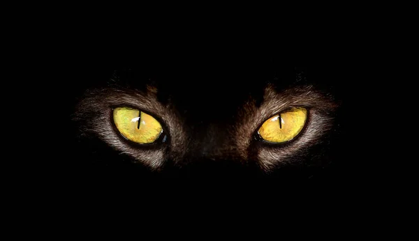 Eyes of black cat in dark — Stock Photo, Image