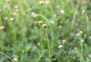 Closeup çimen çiçek, sığ derinlik-in tarla