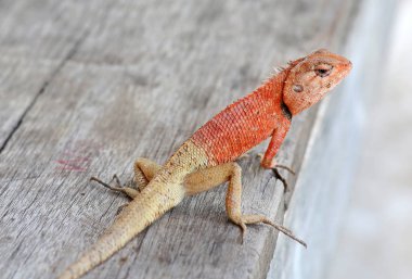 Ahşap masa üzerinde Tayland bukalemun