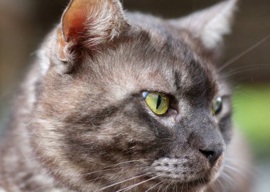 Gri kedi uyanık kadar kapatın