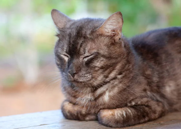 Szürke macska alszik közelről — Stock Fotó