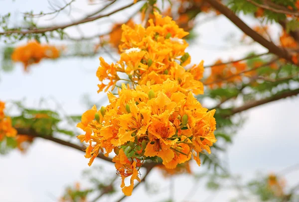 Пламенное дерево или павлинный цветок — стоковое фото