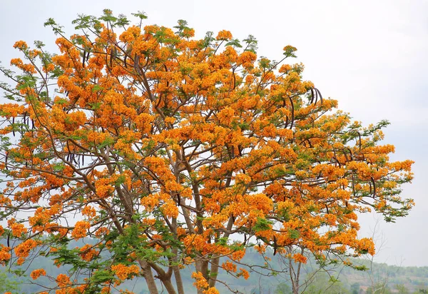 Flame Tree o flor del pavo real con camino al campo —  Fotos de Stock