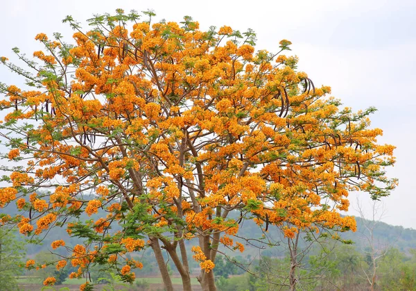 Flame Tree o flor del pavo real con camino al campo —  Fotos de Stock