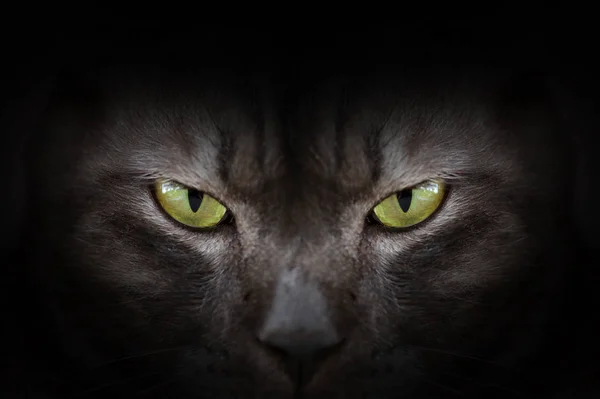 Ögon av svart katt i mörka, hypnotiska Cat Eyes — Stockfoto