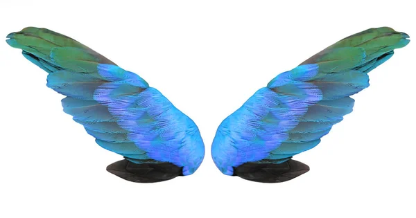 Разноцветные перья крылья изолированы на белом фоне — стоковое фото