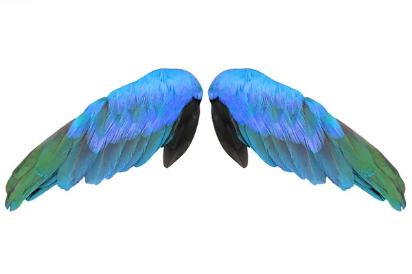 화려한 깃털 날개에 고립 된 흰색 배경 — 스톡 사진