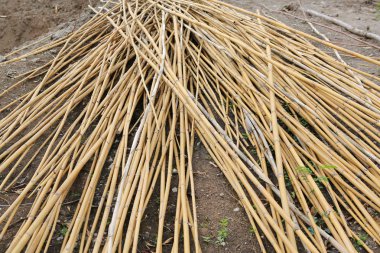 Yığın bambu sopalarla, bambu arka plan doku yığını