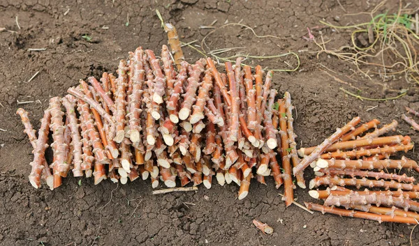 Mucchio di taglio del tronco di manioca per la prossima stagione di semina — Foto Stock