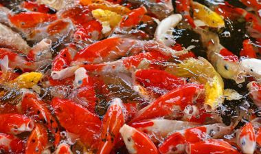 Koi sazan balığı Japon yüzme (Cyprinus carpio) güzel renk arkaplanı