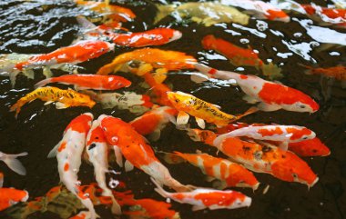 Koi sazan balığı Japon yüzme (Cyprinus carpio) güzel renk arkaplanı