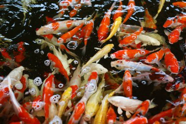Koi sazan balığı Japon yüzme (Cyprinus carpio) güzel renk arkaplanı