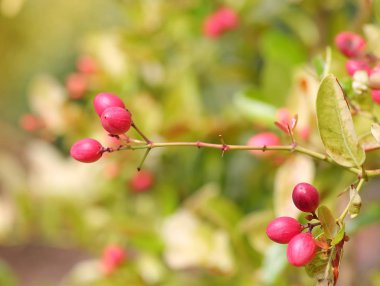 Karonda meyve ya da Carissa carandas L.