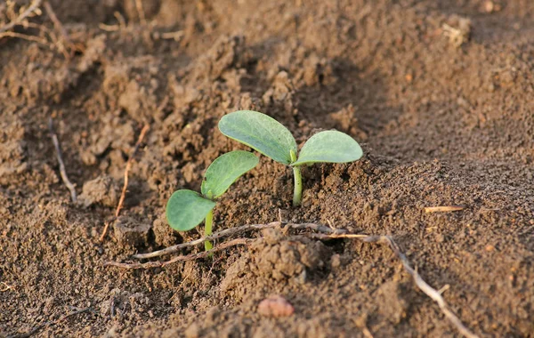 Junge Kürbissprossen in der Bepflanzung — Stockfoto