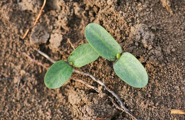 Unga pumpa groddar i planteringen — Stockfoto