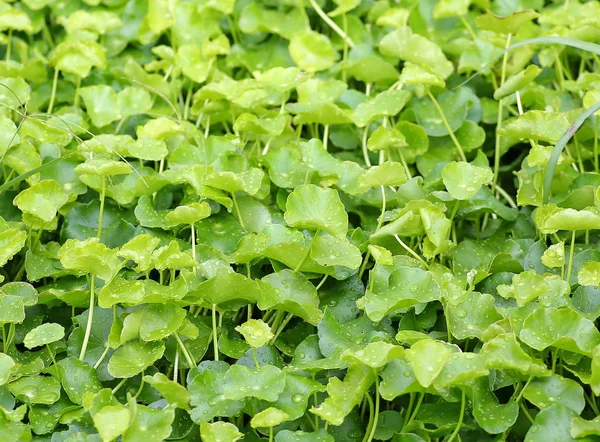 Verse groene Centella asiatica planten met water druppel op blad in natuur tuin — Stockfoto