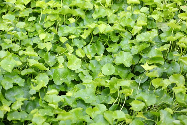 Fresh green Centella asiatica plants with water drop on leaf in nature garden — Stock Photo, Image