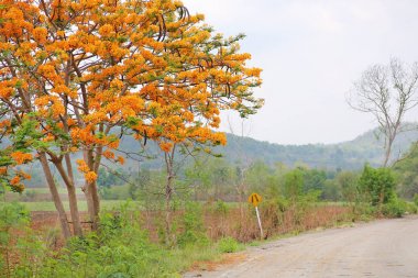 Alev ağacı veya tavus kuşu çiçek ülkede yol ile