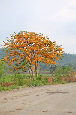 Alev ağacı veya tavus kuşu çiçek ülkede yol ile
